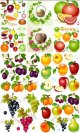 Fruits-and-vegetables,-berries-vector1.jpg
