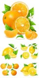 Lemon,-orange-vector.jpg