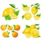 Lemon,-orange-vector1.jpg