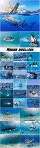 Marine-dwellers,-dolphins-and-sharks.jpg