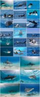 Marine-dwellers,-dolphins-and-sharks1.jpg