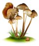 Mushroom-01.jpg