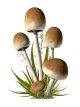 Mushroom-03.jpg