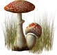 Mushroom-04.jpg