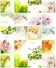 Beautiful-flowers-collection1.jpg