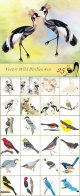 Wild-Birdies-Collection.jpg