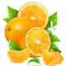 Лимон, апельсин в векторе