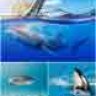 Морские обитатели, дельфины и акулы