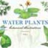 Водные растения
