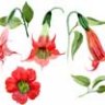 Бругмансия красный цветок, акварель