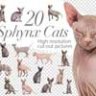 20 сфинксов кошек - вырезанные картинки