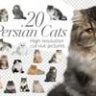 20 персидских кошек - вырезанные картинки